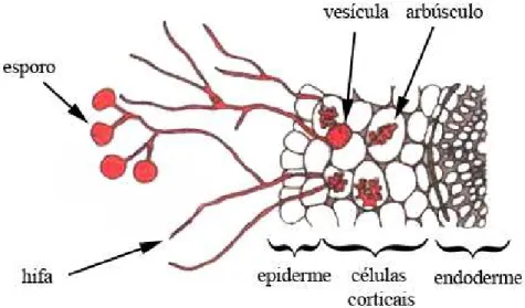 Figura 2 – Corte transversal esquemático de raiz endomicorrizada com hifas  penetrando as células corticais e formando em seu interior vesículas e  arbúsculos