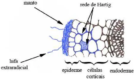 Figura 3 - Corte transversal de raiz ectomicorrizada com hifas penetrando por  entre as células corticais e formando em seu interior a Rede de Hartig e o  manto adjacente à epiderme