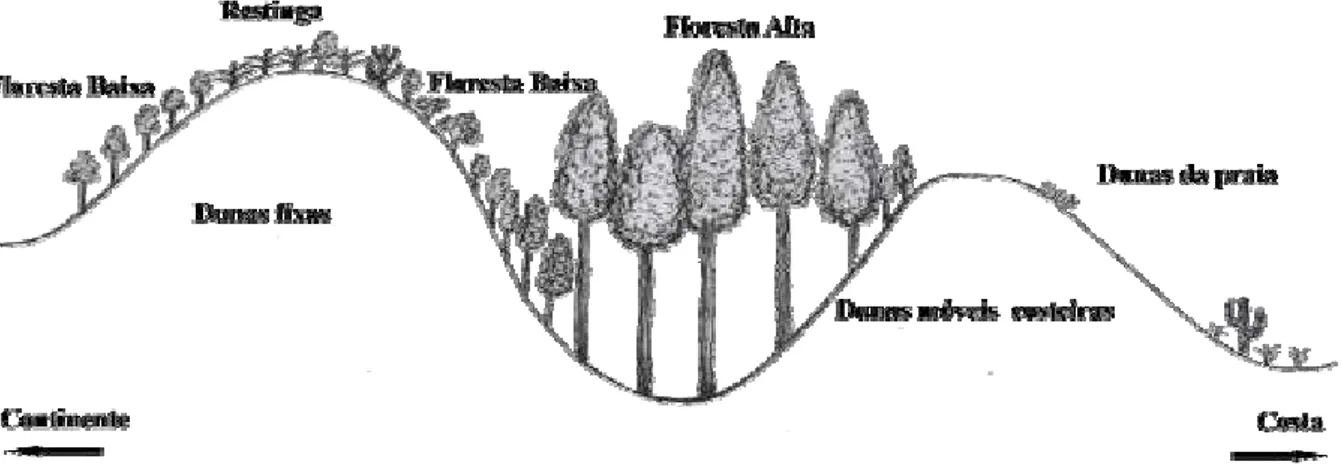 Figure 2. Physiognomic regions of Parque Estadual Dunas do Natal – modified from Freire (1990) and Lisboa  (not published).