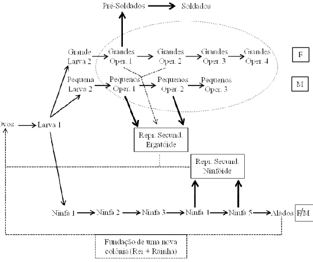 Figura  1-  Padrão  do  desenvolvimento  de  castas  no  gênero  Microcerotermes  (Termitidae)