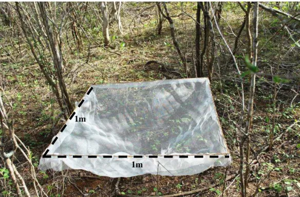 Figura 7- Coletor de 1 m 2  fixado abaixo da parte aérea da vegetação da Fazenda Cauaçu 