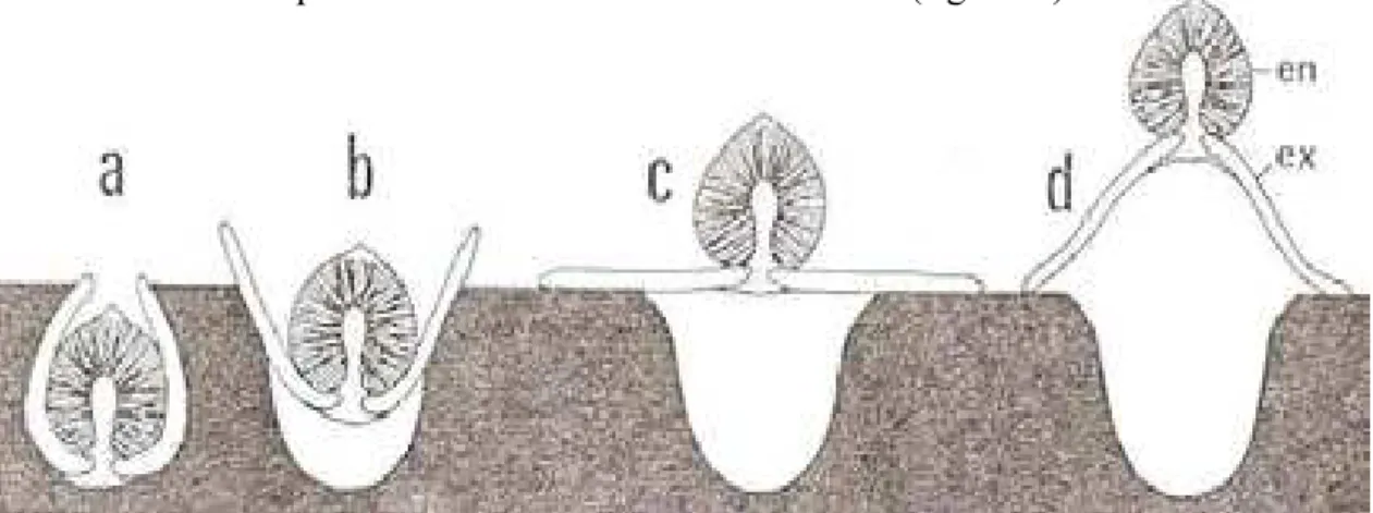 Fig. 1.1. Estágios de desenvolvimento de Geastrum, abertura do exoperídio: a) início – hipógeo;  b) parcialmente  hipógeo; c) epígio;    d) abertura  completa  (Adaptado de Sunhede