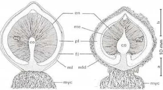 Fig. 1.5. Corte transversal esquemático de basidioma imaturo de Geastrum: co – columela; en – endoperídio; fl – camada fibrosa; me – camada  mesoperidial; mg – gleba madura; ml – camada micelial sem incrustações de detritos; mld – camada micelial com incru