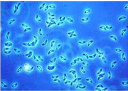 Figura 1: Taquizoítos de Toxoplasma gondii. 