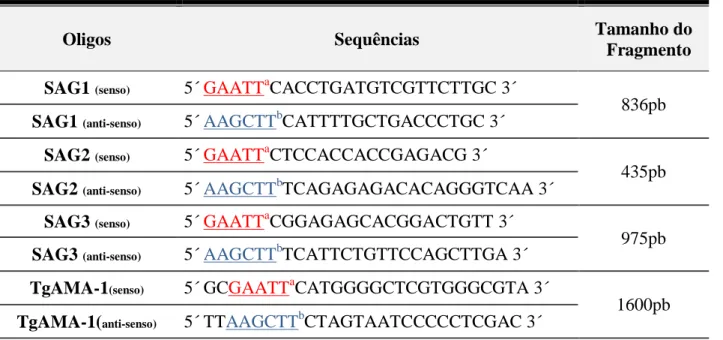 Tabela 2:  Oligonucleotídeos utilizados para a amplificação de SAG1, SAG2, SAG3 e TgAMA-1  e seus  respectivos sítios das enzimas de restrição