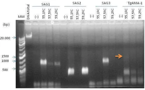 Figura  6:  Eletroforese  em  gel  de  agarose  1%  onde  as  amostras  foram  pré-marcadas  com    Sybr-Green,    dos  produtos  de  PCR  dos  genes  SAG1,  SAG2,  SAG3  e  TgAMA-1  amplificados  como  estratégia  de  clonagem