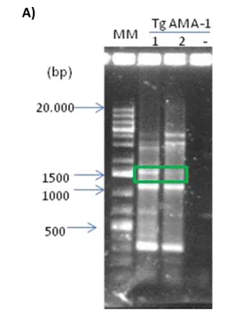 Figura 8: A) Eletroforese em gel de agarose 1% do produto de PCR mais próximo à amplificação de TgAMA-1