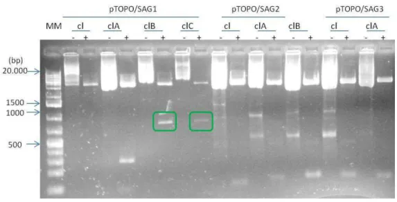 Figura 9: Eletroforese  em gel de agarose 1%  para confirmação da clonagem e transformação bacteriana