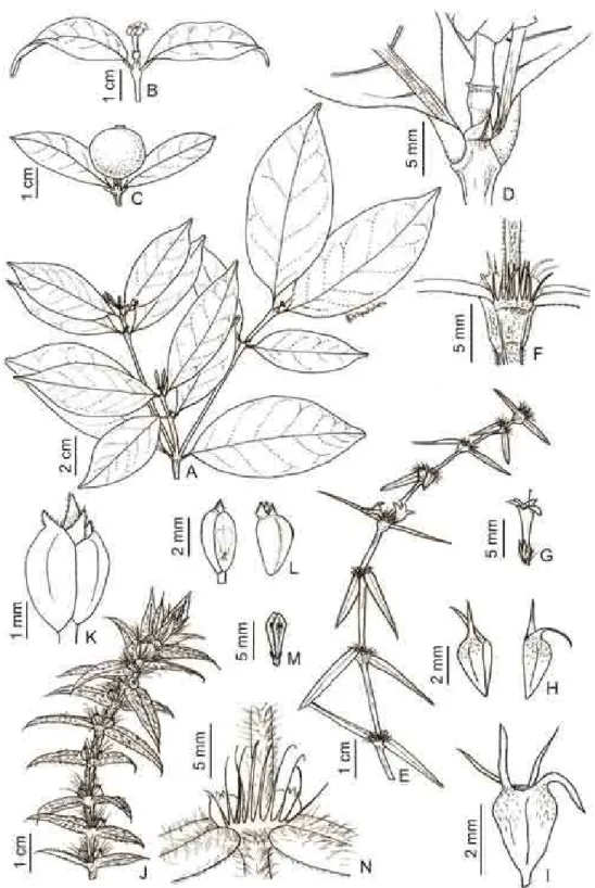 Figura  5.  A-D.  Cordiera  myrciifolia.  A.  Ramo.  B.  Flor  feminina.  C.  Fruto  maduro