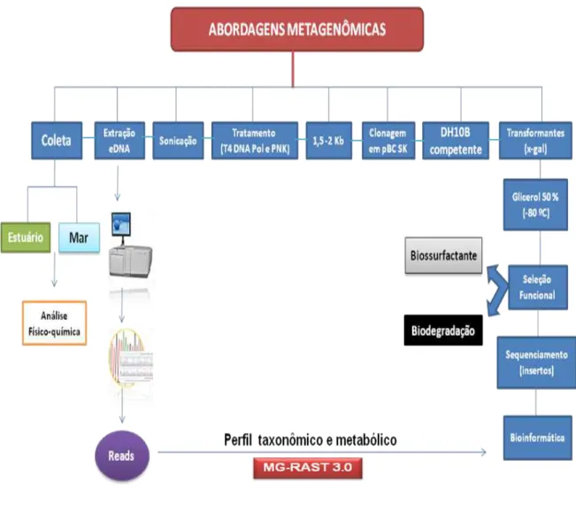 Figura  2.  Esquema  resumindo  a  estratégia  usada  nesse  estudo.  Parte  do  mesmo  eDNA  usado  para  construção das bibliotecas metagenômicas (abordagem funcional) também foi pirosequenciado (454) para  análises comparativas do perfil taxonômico e me