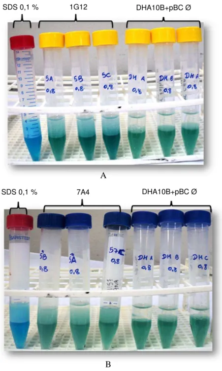 Figura 3.  Teste de emulsificação. A) Teste com a cultura do clone 1G12 (DO 600  0.8); B) Teste 