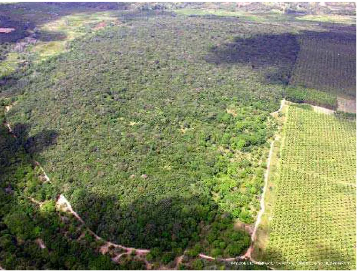 Figura 1  – Vista aérea do fragmento estudado (Mata do Jiqui). Ao norte além do limite do  fragmento visualizam-se algumas granjas e chácaras, ao sul parte da mata ciliar do rio  Pitimbu, a oeste área de várzea do Rio Pitimbu e a leste as plantações de coq