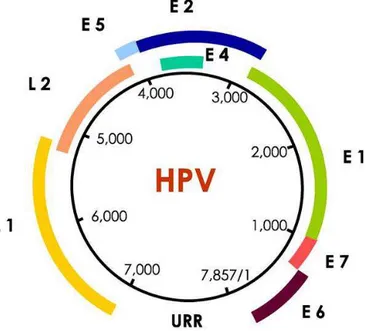 Figura  1.  Representação  esquemática  do  genoma  do  HPV  mostrando  o  arranjo  dos  genes  precoces  E  ou  genes  não  estruturais,  dos  genes  do  capsídeo  (L1  e  L2)  e  da  região  não  codificante URR