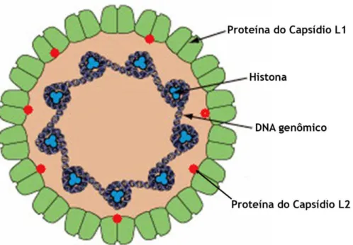 Figura  2.  Estrutura  do  HPV.  Salientando a localização das proteínas do  capsídeo L1 e L2 e a  maneira como o DNA genômico e as histonas se agrupam