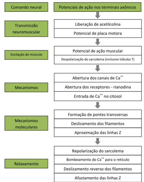 Figura 04: Etapas fisiológicas e moleculares do mecanismo de contração muscular. 