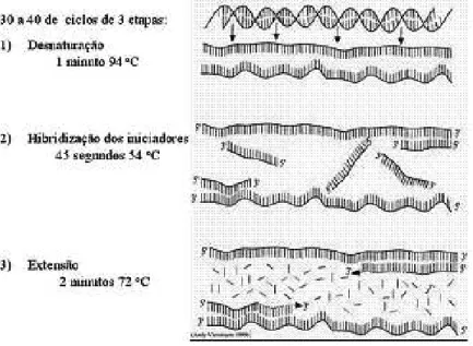 Figura 1.1 - Etapas do ciclo de PCR [41]