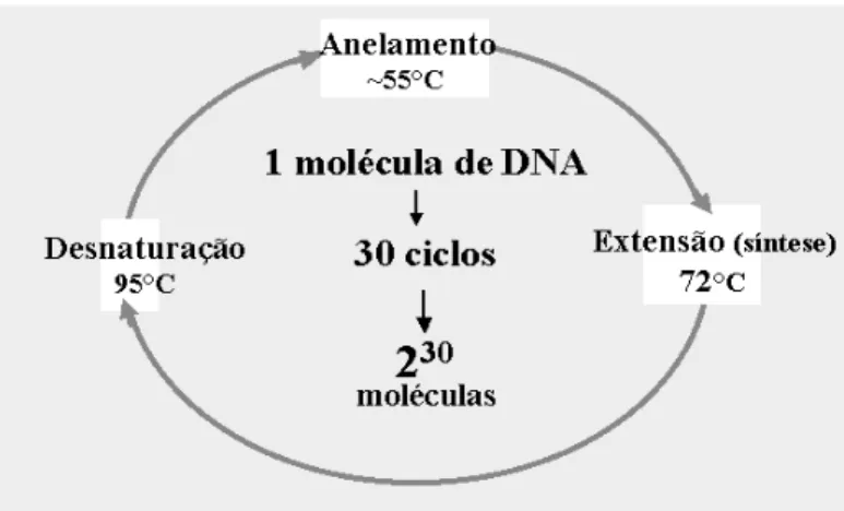 Figura 2.4: Etapas de PCR (amplificação exponencial em 30 ciclos)