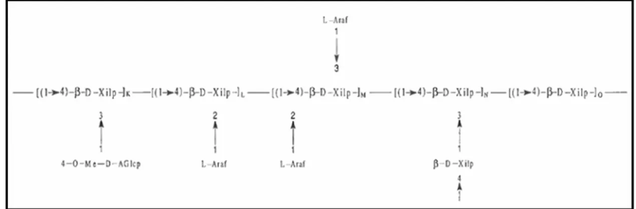 Figura 2. Estrutura química da xilana. Ara – Arabnose; Xil – Xilose; AGlu – Ácido 
