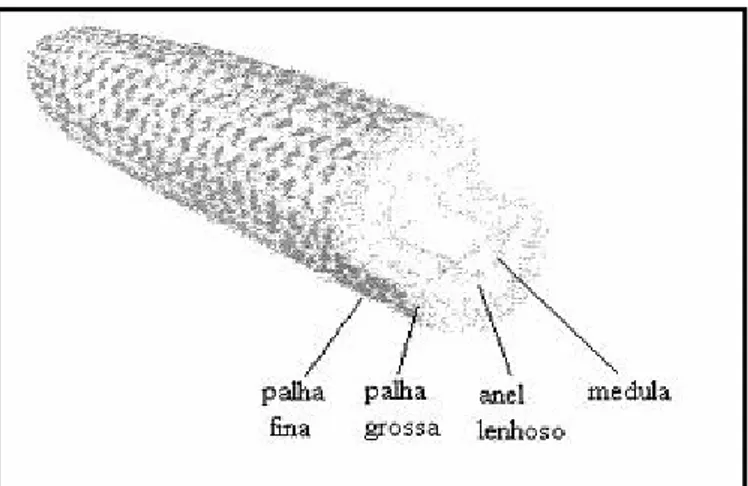 Figura 3. Componentes externos do sabugo de milho.  FONTE: FOLEY, VANDER- HOOVEN, 1981 