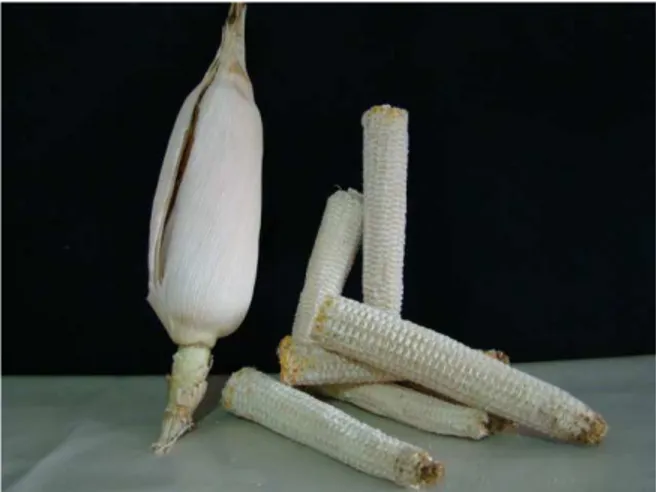 Figura  8.  Sabugo  de  milho.  A  figura  ilustra  o  sabugo  de  milho 