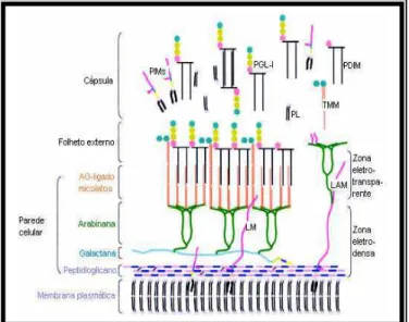 Figura 3 - Estrutura da parede celular do Mycobacterium leprae. A membrana plasmática é envolvida  pela parede celular formada por peptidioglicano, covalentemente ligado a arabinogalactana