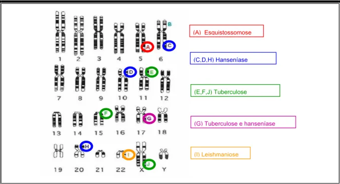 Figura 11 - Genes de susceptibilidade imunológica a diversas doenças infecciosas. Na hanseníase  estudos demonstraram que polimorfismos nos genes TNF e LTA no cromossomo 6, no gene do  receptor da manose localizado no cromossomo 10 assim como numa região c