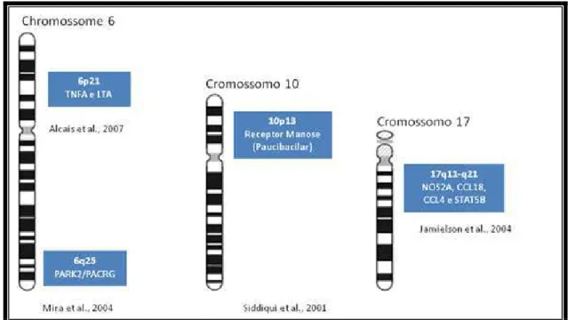 Figura 12 - Estudos de varreduras do genoma em busca de genes de susceptibilidade a hanseníase 