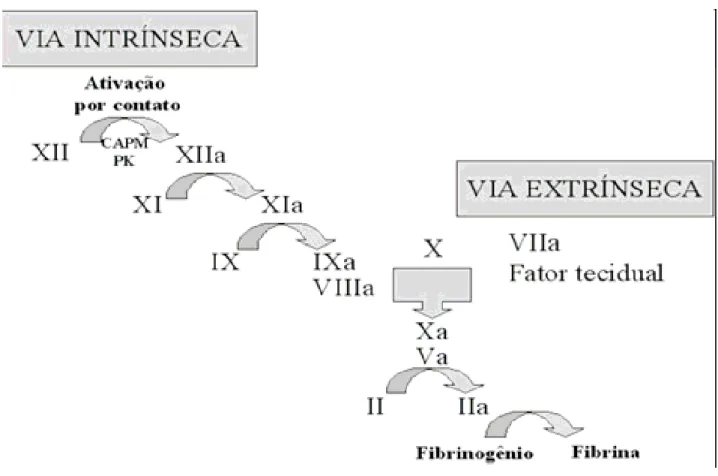 Figura 01. Modelo clássico da cascata de coagulação. Figura obtida de 