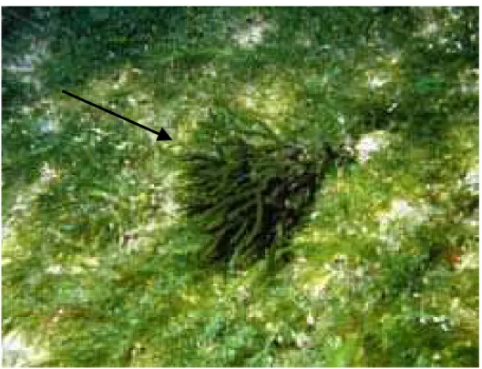 Figura 03. Alga marinha verde Codium isthmocladum utilizada neste trabalho. 