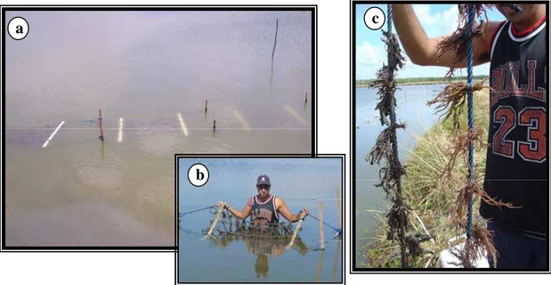 Figura 5: Experimento em campo. a: Estrutura de cultivo colocada no viveiro da fazenda PRIMAR –  RN