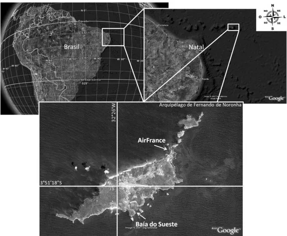 Figura 1: Localização geográfica do Arquipélago de Fernando de Noronha e locais de coleta  de T
