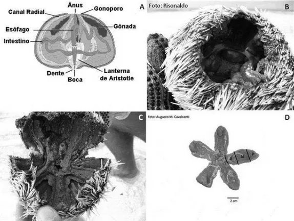 Figura 4: A- Representação esquemática da anatomia interna de um ouriço-do-mar, segundo  Ruppert &amp; Barnes (1996); B- Vista do ouriço aberto pela Lanterna de Aristóteles; C-  As 5 gônadas distribuídas no T