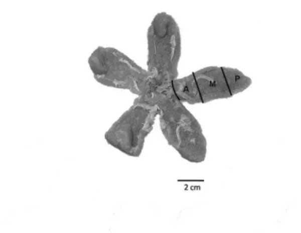 Figura 5: Gônadas de um indivíduo de T. ventricosus coletado no Arquipélago de Fernando  de Noronha (Regiões da gônada, A- Aboral, M- Mediana, P: Oral)