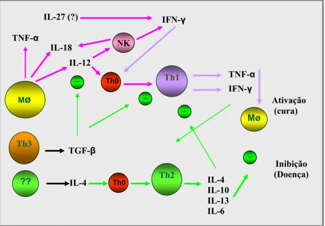 FIGURA 1: Perfil das respostas imunes inata e adquirida e a rede de citocinas envolvidas no processo infeccioso