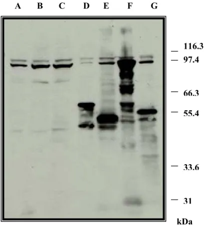 Figura 7:  Imonoblot  de bactérias transformadas com antígenos de Leishmania chagasi.  O  imunoblot foi realizado para a determinação do tamanho de cada proteína  recombinante selecionada durante a varredura da biblioteca de cDNA