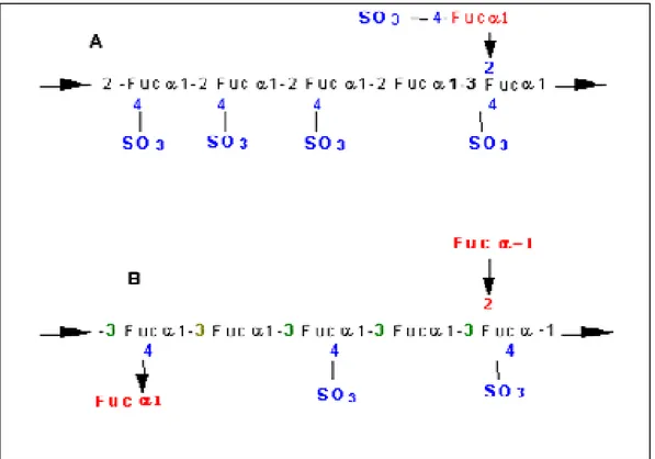 Figura 01. Estruturas propostas para fucanas de Fucus vesiculosus, (A) Modelo de CONCHIE &amp; 