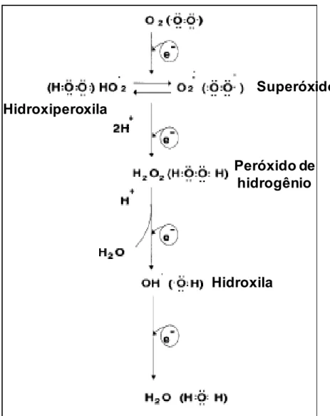 Figura 03 – Redução mitocondrial tetravalente do oxigênio molecular (O 2 ) a água (H 2 O)