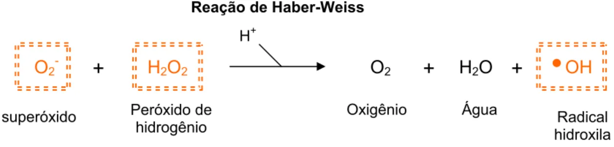 Figura 05 – Geração do radical hidroxila pela reação não-enzimáttica de Haber-Weiss. As ERMOs 