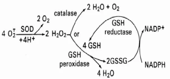 Figura 08 – Enzimas da defesa antioxidante (PROCTOR &amp; REYNOLDS, 1984). 