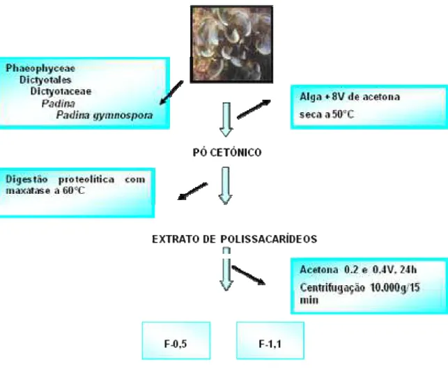 Figura 09 - Esquema de extração de polissacarídeos de Padina gymnospora.