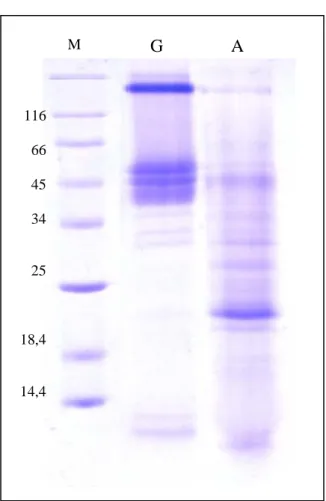FIGURA 7. Eletroforese em gel de poliacrilamida (SDS-PAGE 15%) das frações albumina (A) e  globulina (G) (15 µg)