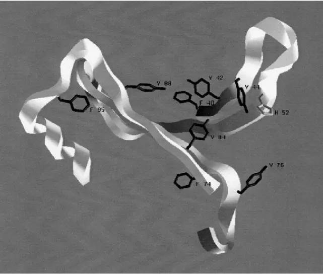 Fig. 3 – Modelo estrutural do domínio de ligação à quitina presente em proteínas cuticulares