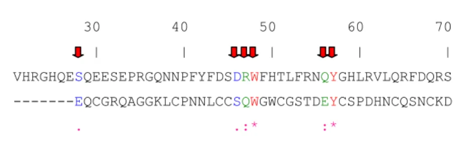 Fig. 9 - Alinhamento entre as sequências aminoacídicas da vicilina de V. unguiculata (VuV) e do  domínio heveína (HD)