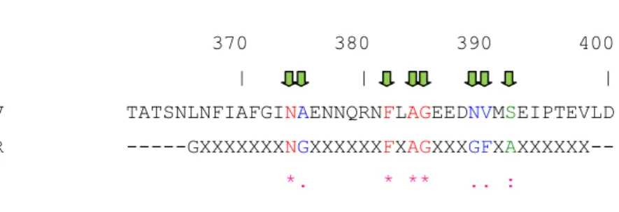 Fig. 13 - Alinhamento entre as sequências aminoacídicas da vicilina de V. unguiculata (VuV) e do  domínio R&amp;R consenso (R&amp;R)
