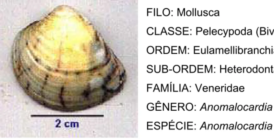 FIGURA 5 -  FOTO DO MOLUSCO Anomalocardia brasiliana