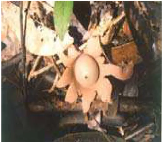 Figura 04: Fungos do filo Basidiomycota . A: Polyporus dermoporus B: Geastrum saccatum