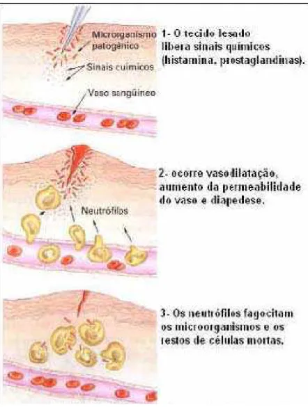 Figura 03: Esquema simplificado do processo inflamatório. 