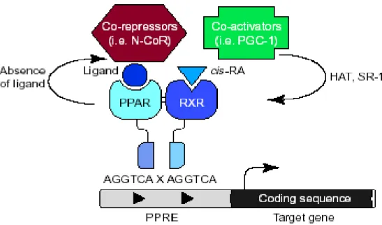 Figura 07: Mecanismo de ação dos PPARs. 