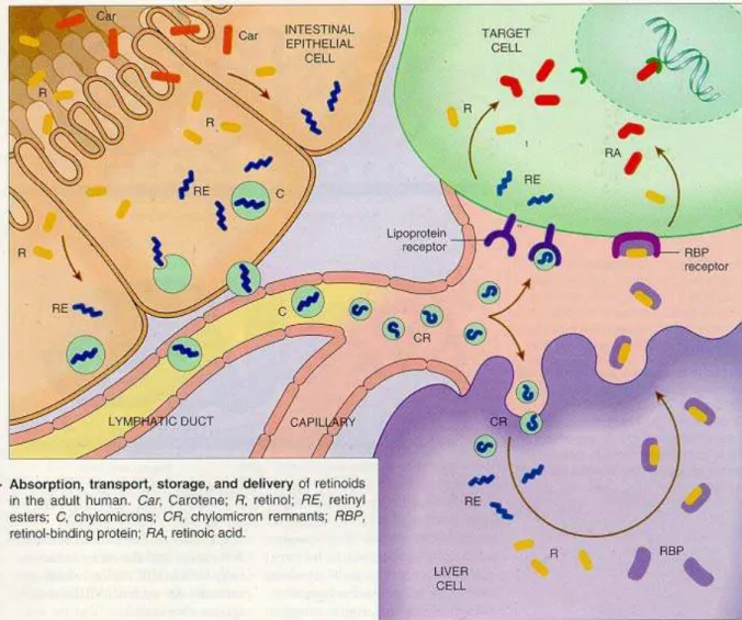 Figura 2. Esquema do metabolismo da vitamina A (retinóides).  