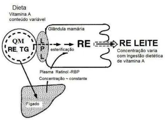 Figura  5.  Transporte  da  vitamina  A  para  a  glândula  mamária.  QM  (quilomícrom);  RE  (éster  de  retinila);  TG  (triacilglicerol);  LPL  (lipase  lipoprotéica);  RBP  (proteína  ligadora  de  retinol)